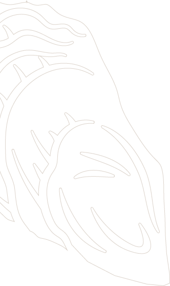 Sligo Oyster Experience