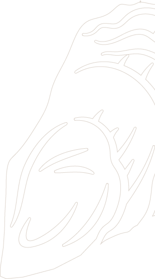 Sligo Oyster Experience