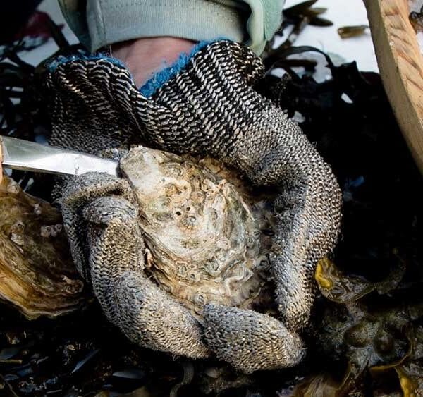 Sligo Oyster Shucking