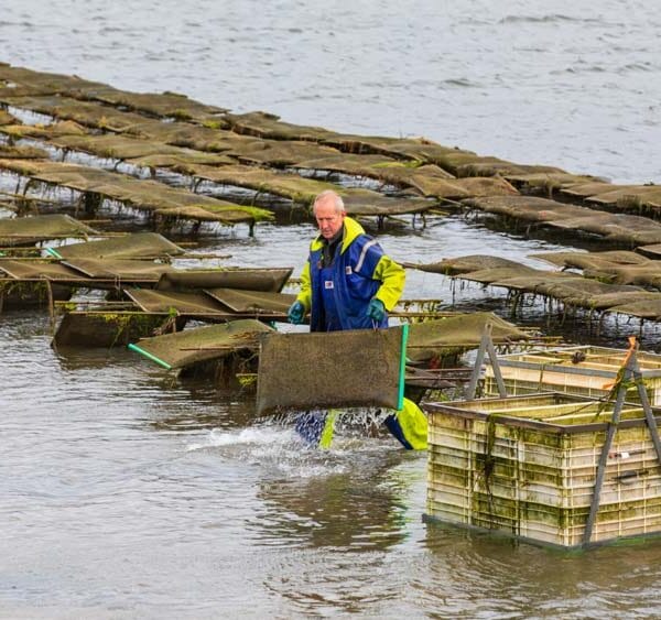 Farmer works at Sligo Oyster Beds