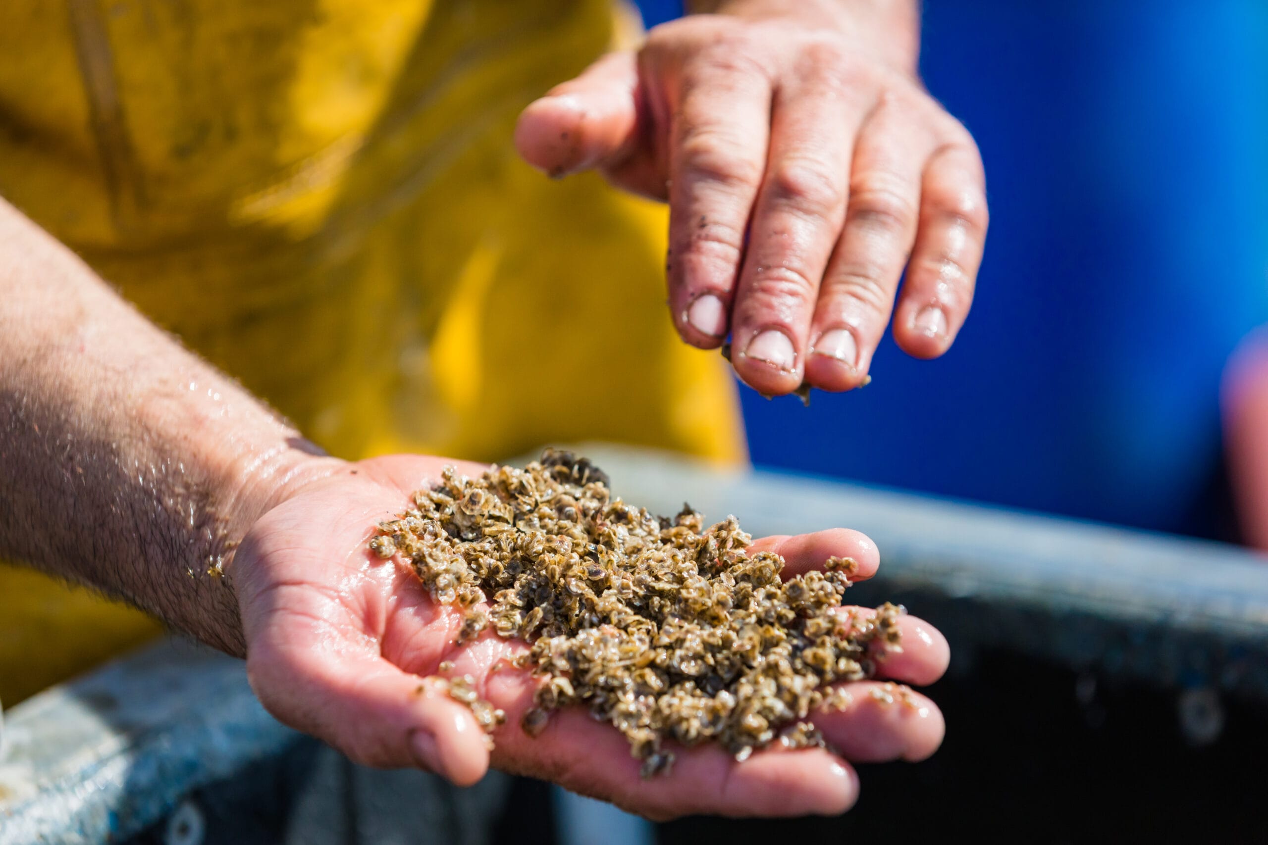 Small Oysters in Hand
