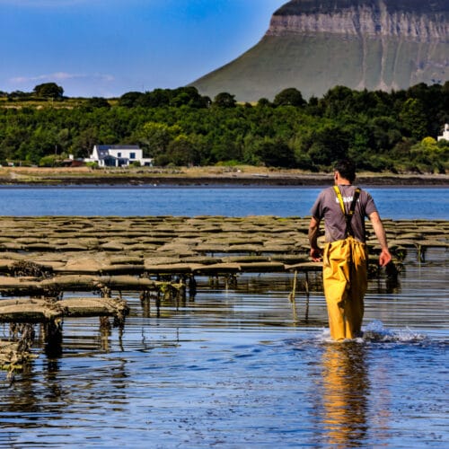 Oyster Trestles and Benbulben