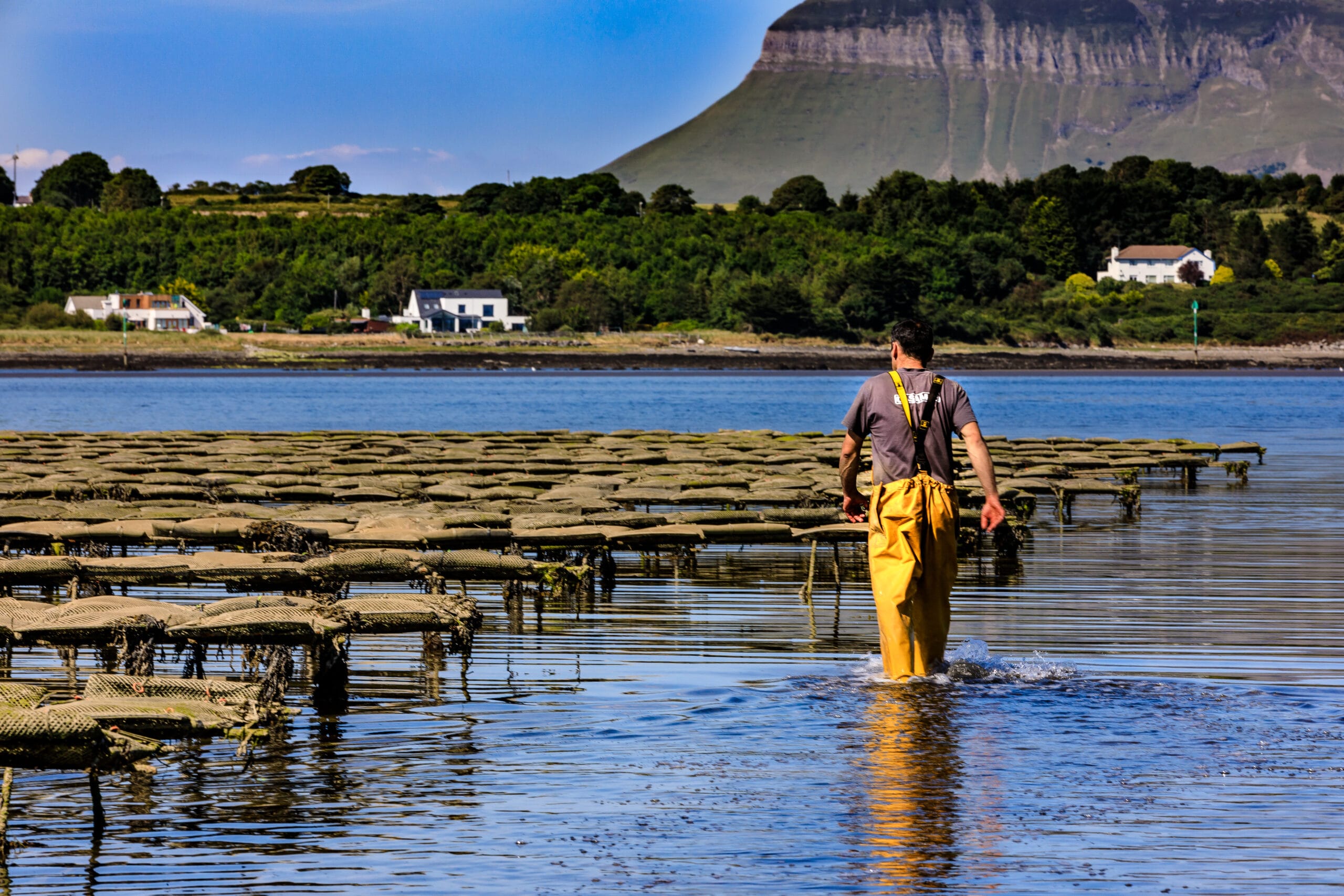 Oyster Trestles and Benbulben