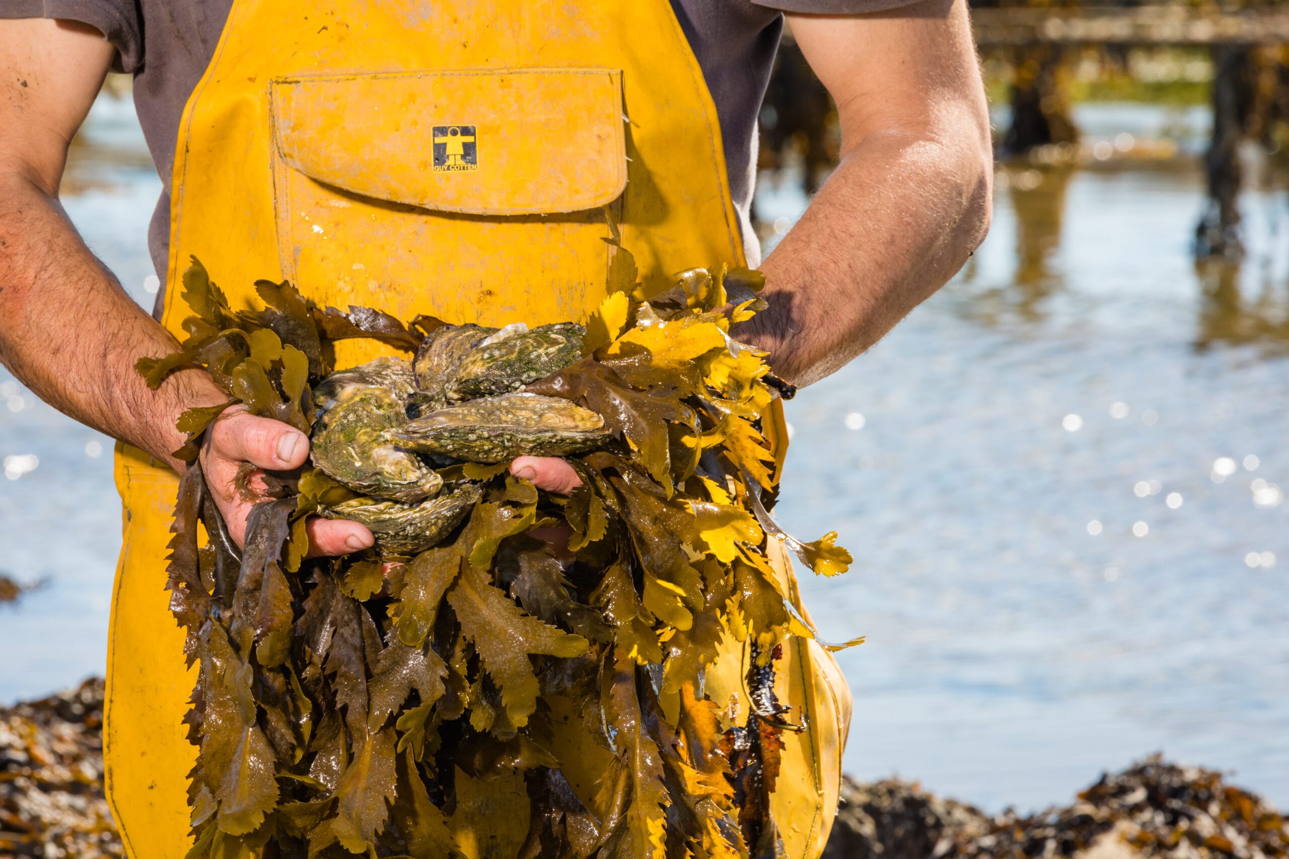Oysters in Hands