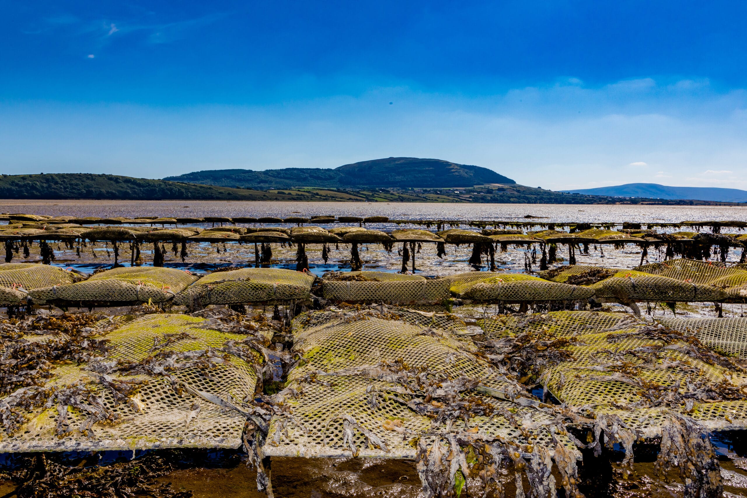 Oyster Trestles and Knocknarea