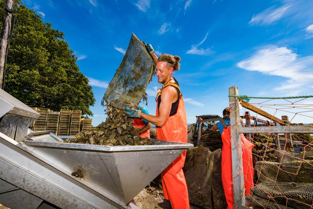 Sligo Oyster Experience Oyster Farmer