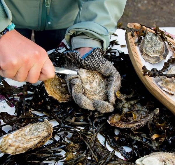 Sligo Oyster Experience, Shucking Oysters