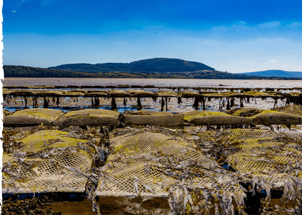 Sligo Oyster Experience